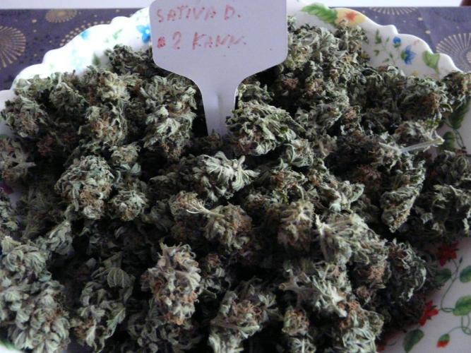 Kannabia Out 2025. Week 18