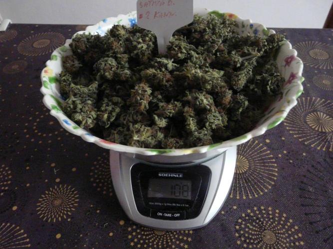 Kannabia Out 2025. Week 18