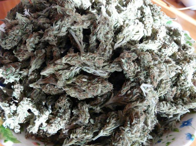 Kannabia Out 2025. Week 18