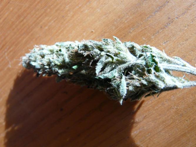 Kannabia Out 2025. Week 18