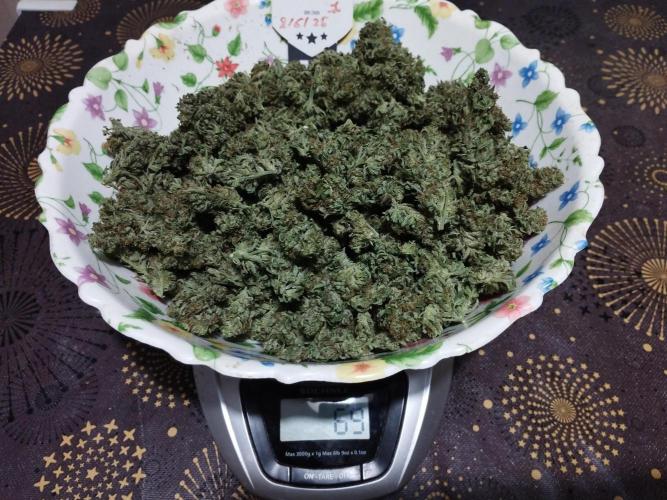 Kannabia Out 2025. Week 18