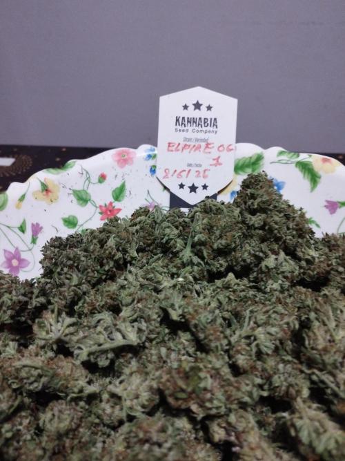 Kannabia Out 2025. Week 18