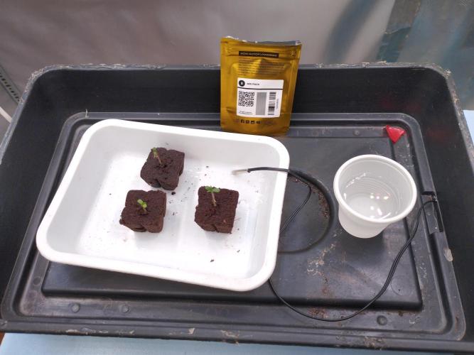 Mix Pack. Week 0