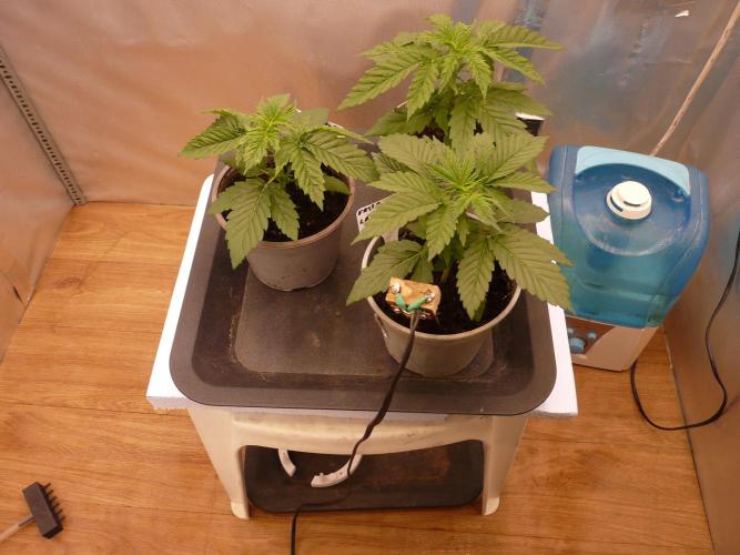 Mix Pack. Week 2