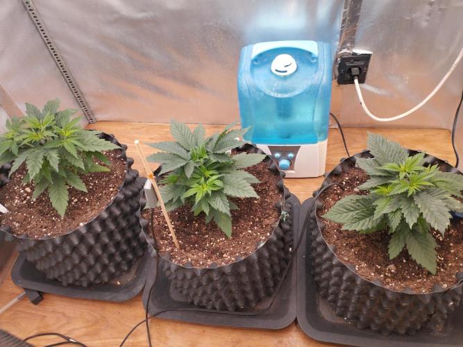 Mix Pack. Week 3