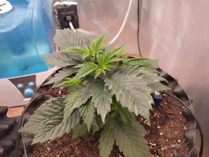 Mix Pack. Week 3