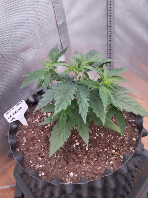 Mix Pack. Week 3