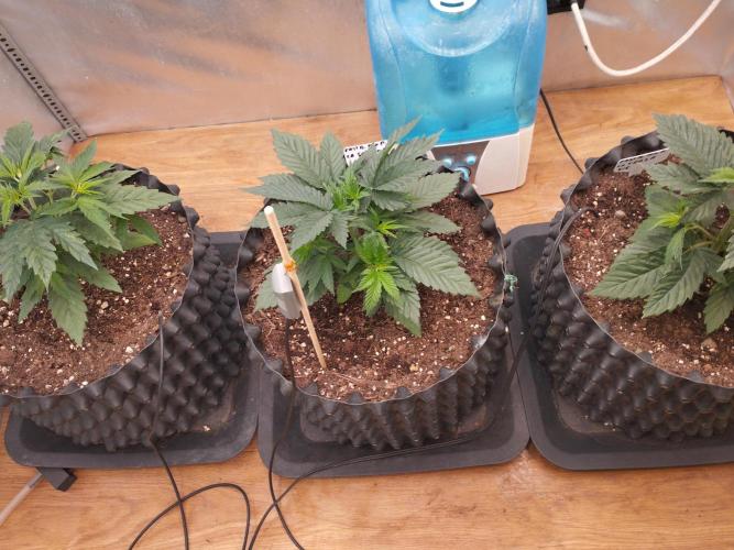 Mix Pack. Week 3