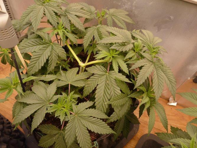 Mix Pack. Week 5
