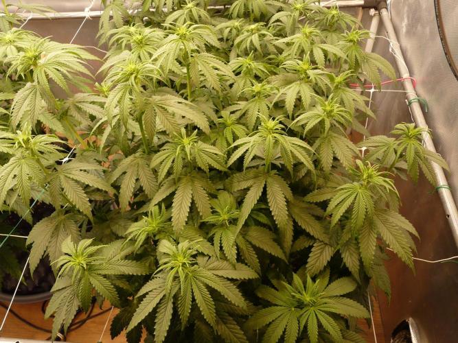 Mix Pack. Week 8