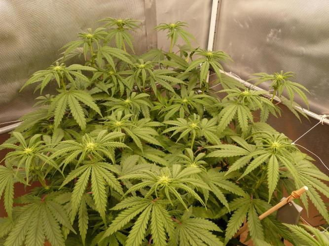 Mix Pack. Week 8
