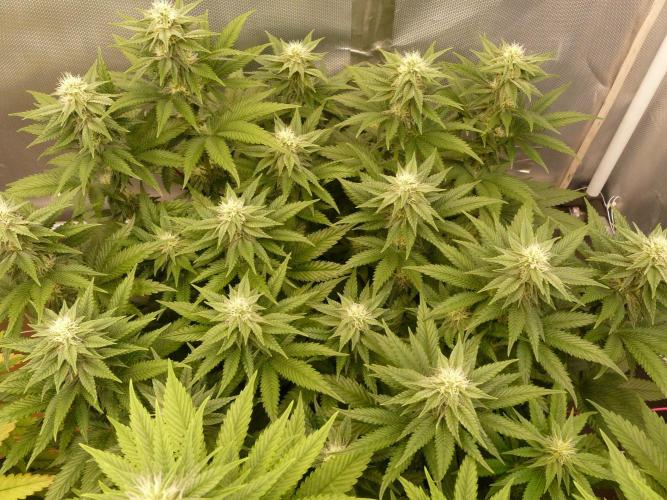 Mix Pack. Week 10