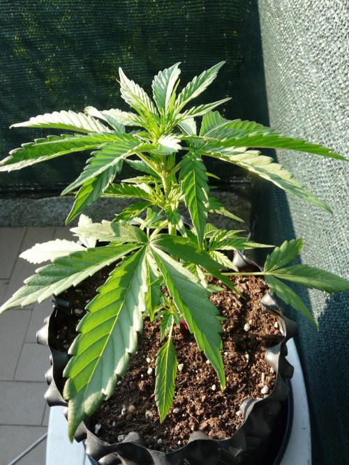 Chemdawg Auto. Week 3