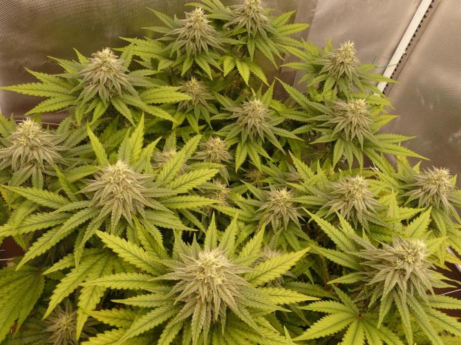 Mix Pack. Week 11