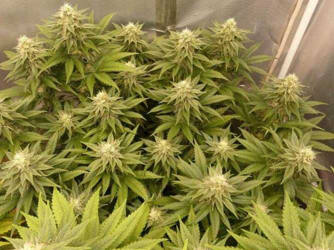 Mix Pack. Week 11