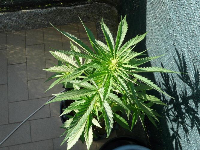 Chemdawg Auto. Week 4
