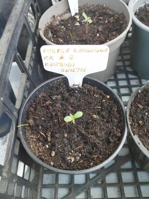 F.F. out2026 Fast Buds. Week 0