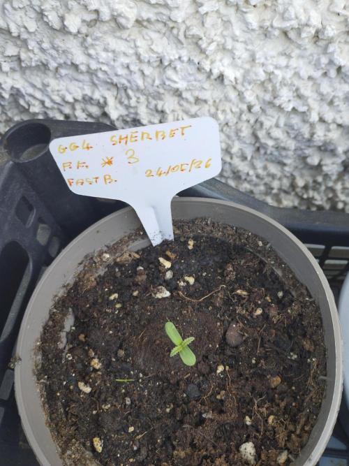 F.F. out2026 Fast Buds. Week 0