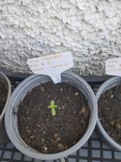 F.F. out2026 Fast Buds. Week 0