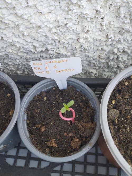 F.F. out2026 Fast Buds. Week 0