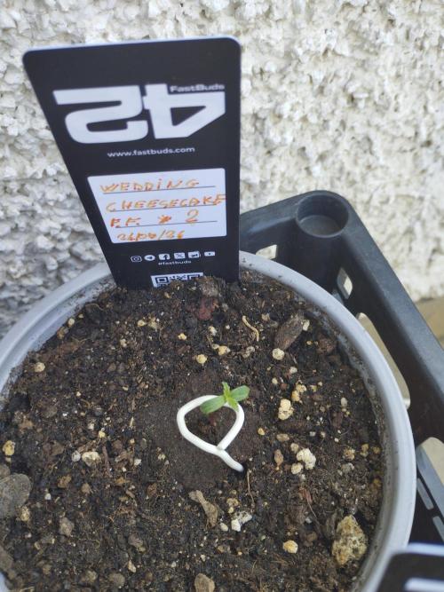 F.F. out2026 Fast Buds. Week 0