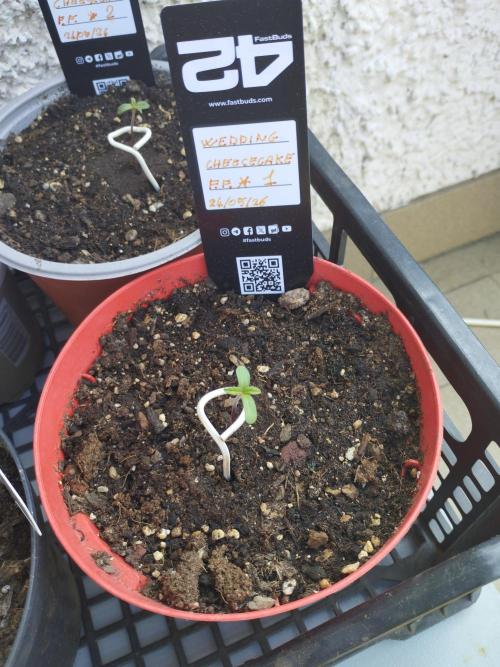 F.F. out2026 Fast Buds. Week 0