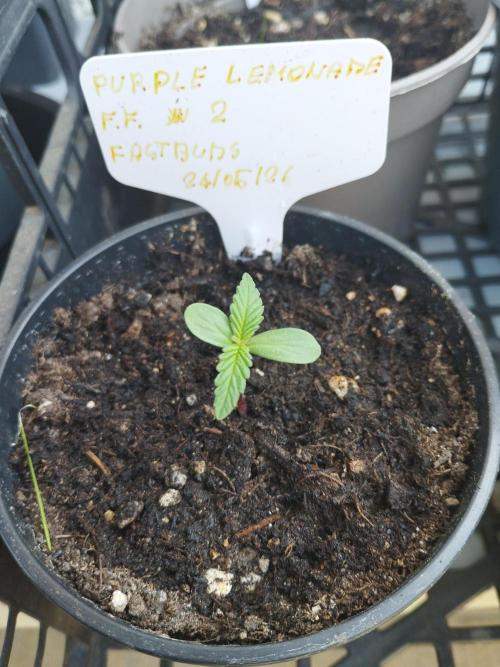 F.F. out2026 Fast Buds. Week 0