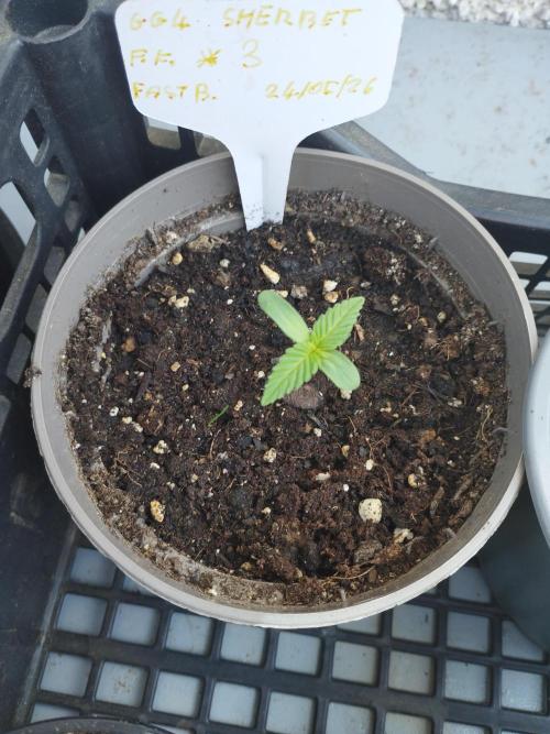 F.F. out2026 Fast Buds. Week 0