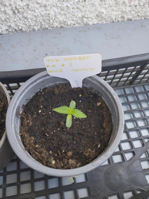 F.F. out2026 Fast Buds. Week 0