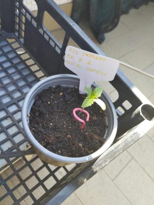 F.F. out2026 Fast Buds. Week 0