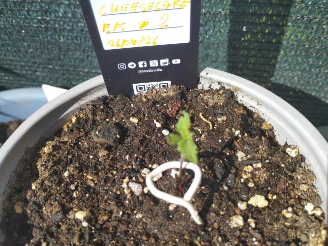 F.F. out2026 Fast Buds. Week 0