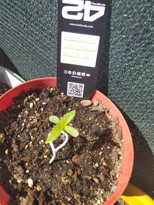 F.F. out2026 Fast Buds. Week 0