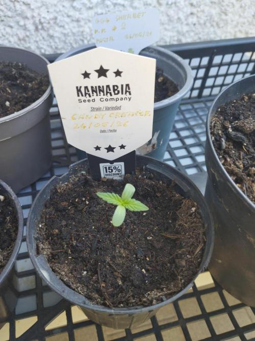 Kannabia Strain Out 2026. Week 0