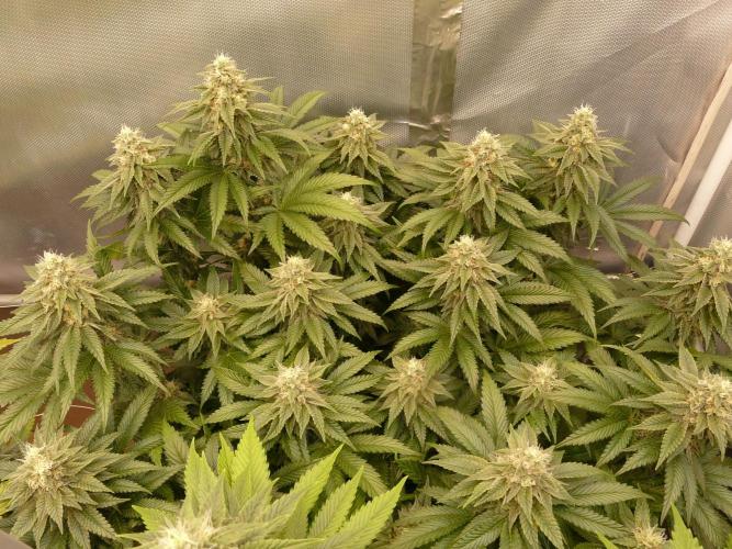 Mix Pack. Week 12
