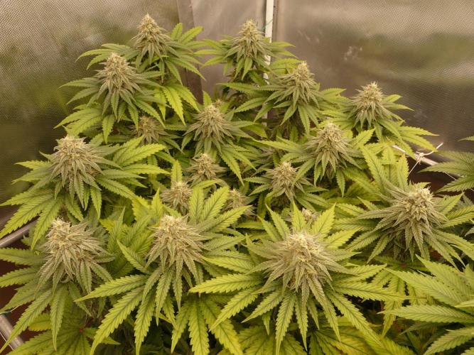 Mix Pack. Week 12