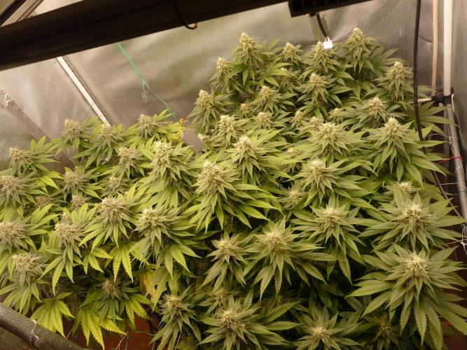 Mix Pack. Week 12