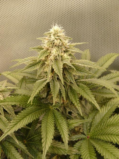 Mix Pack. Week 12 - la seconda