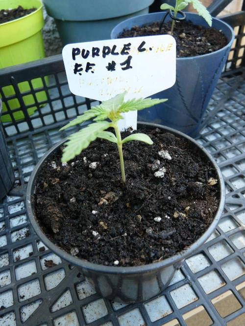 F.F. out2026 Fast Buds. Week 1