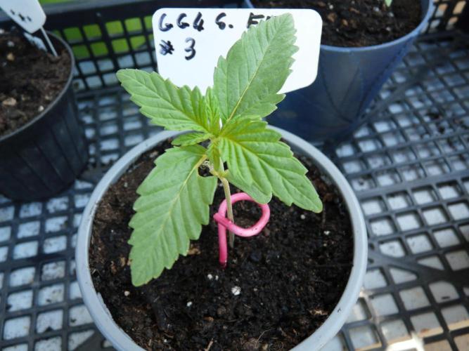 F.F. out2026 Fast Buds. Week 1
