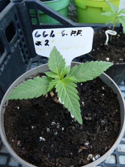 F.F. out2026 Fast Buds. Week 1