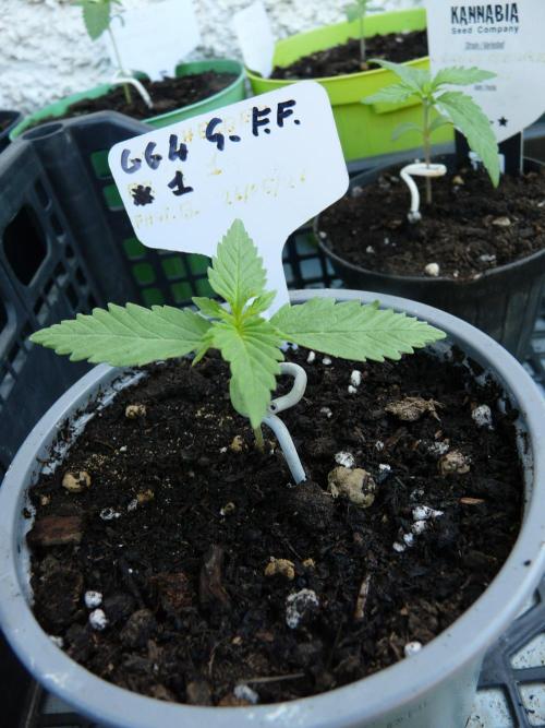 F.F. out2026 Fast Buds. Week 1