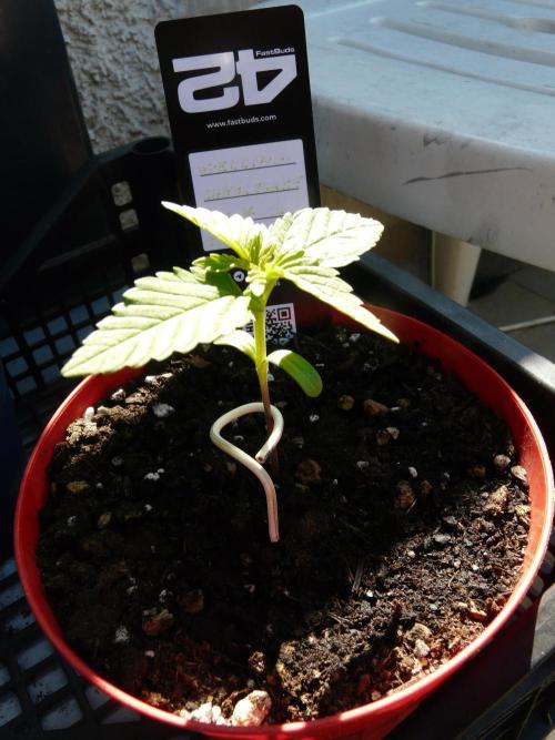 F.F. out2026 Fast Buds. Week 1