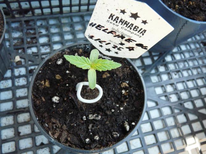 Kannabia Strain Out 2026. Week 1 - Helfire