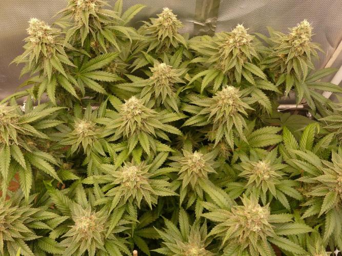 Mix Pack. Week 13