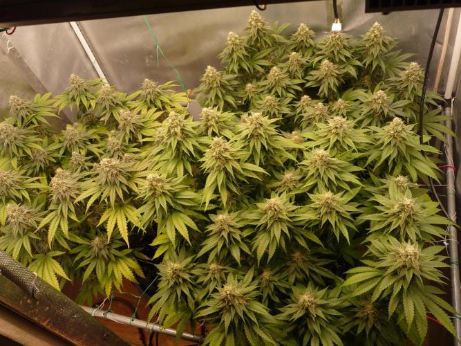 Mix Pack. Week 13