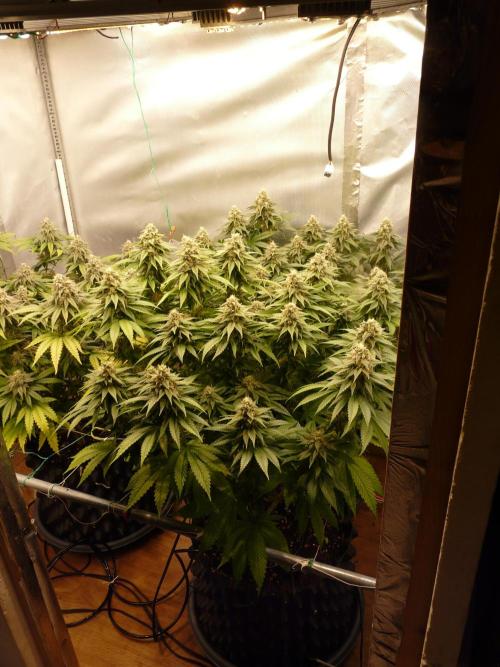 Mix Pack. Week 13