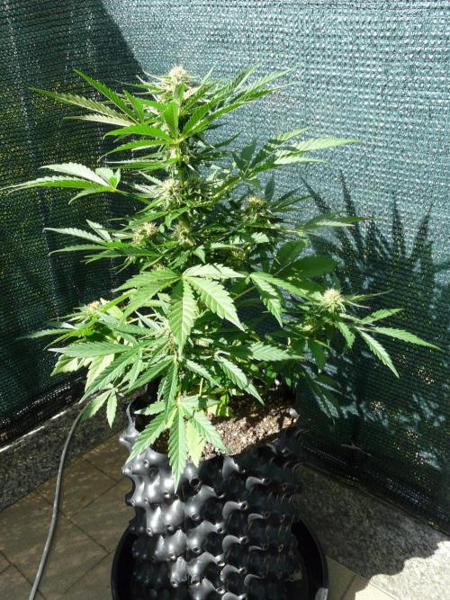 Chemdawg Auto. Week 6