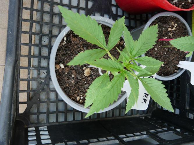 F.F. out2026 Fast Buds. Week 2 - GG4 S.