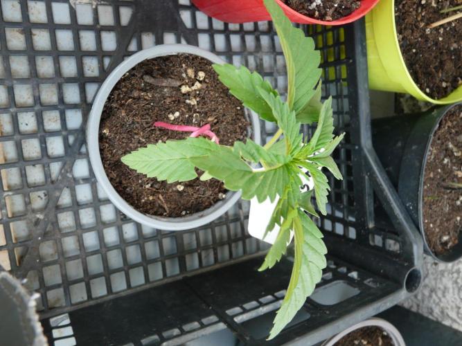 F.F. out2026 Fast Buds. Week 2 - GG4 S.