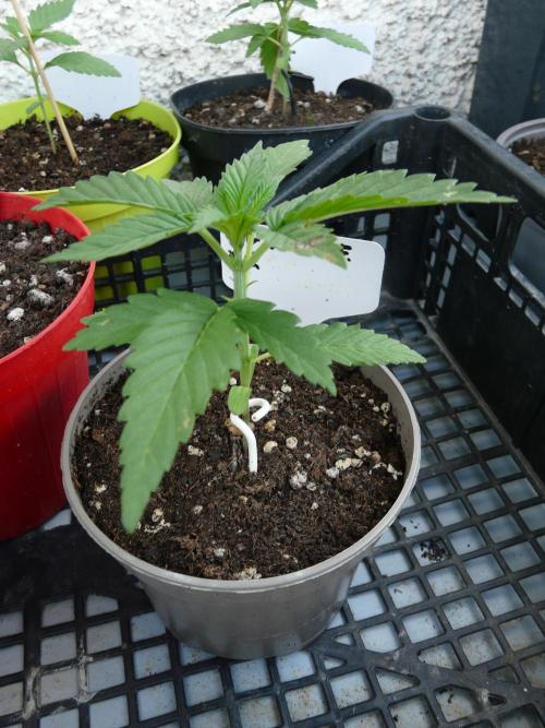 F.F. out2026 Fast Buds. Week 2 - GG4 S.